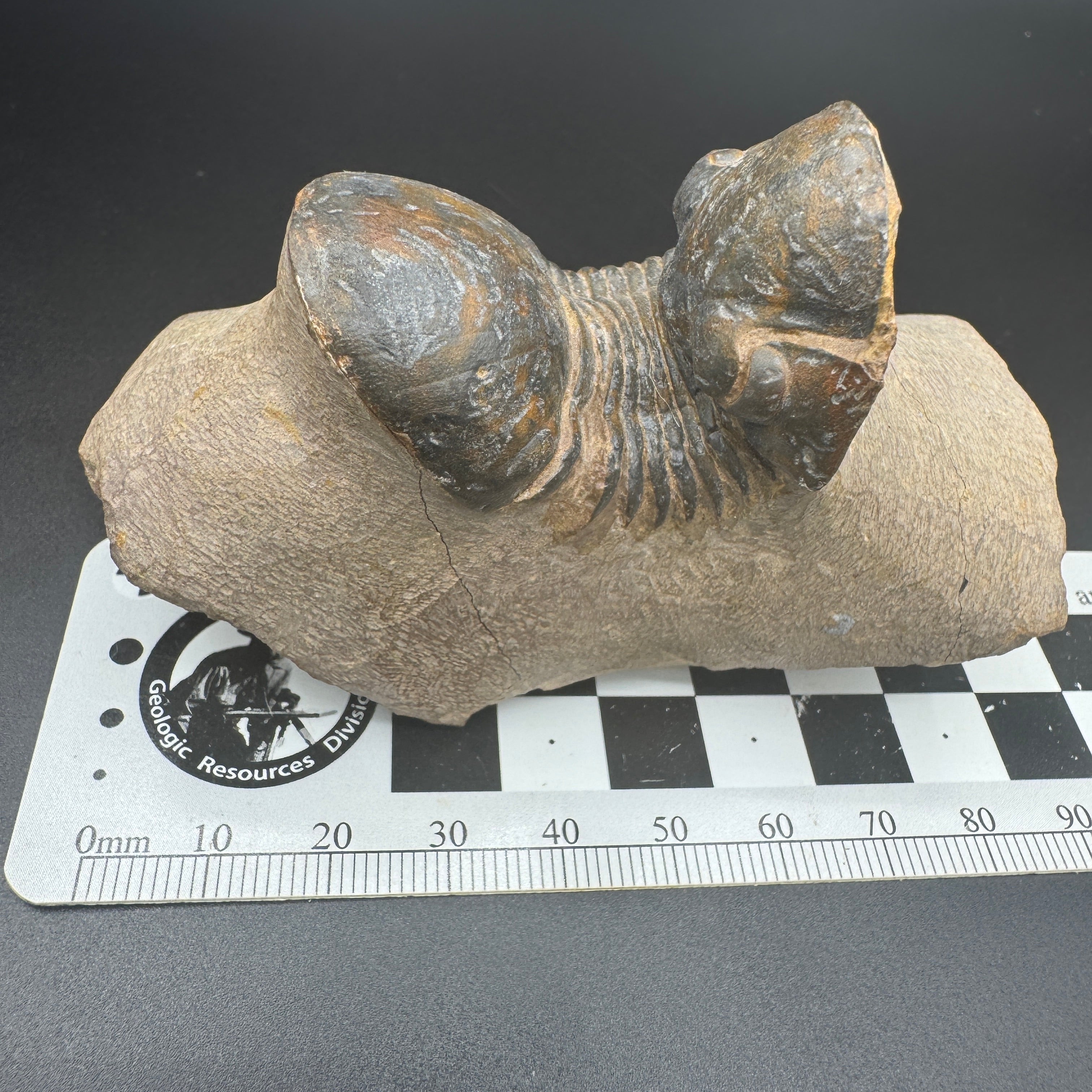 Paralejurus Trilobite