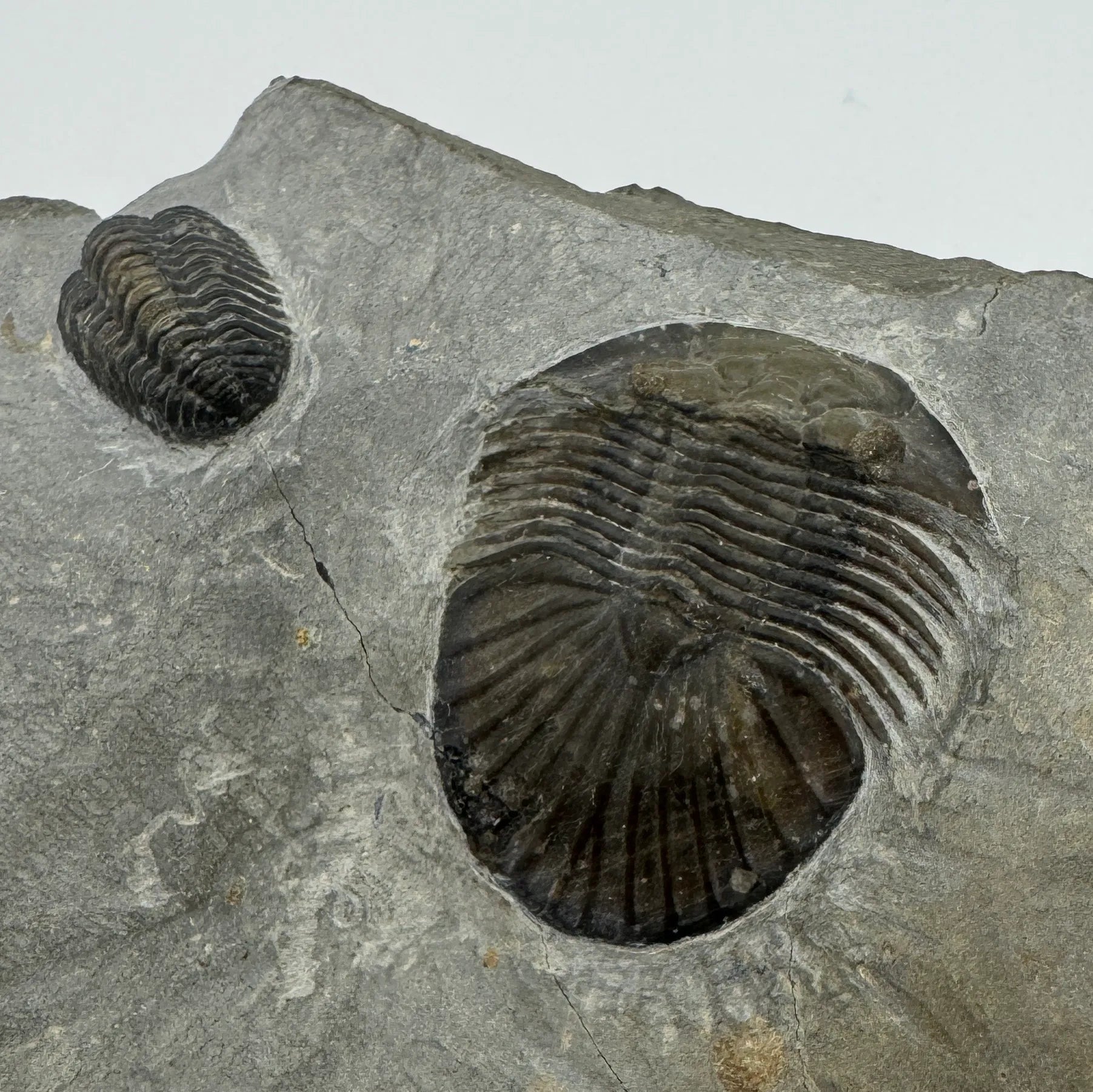 Platyscutellum Trilobite