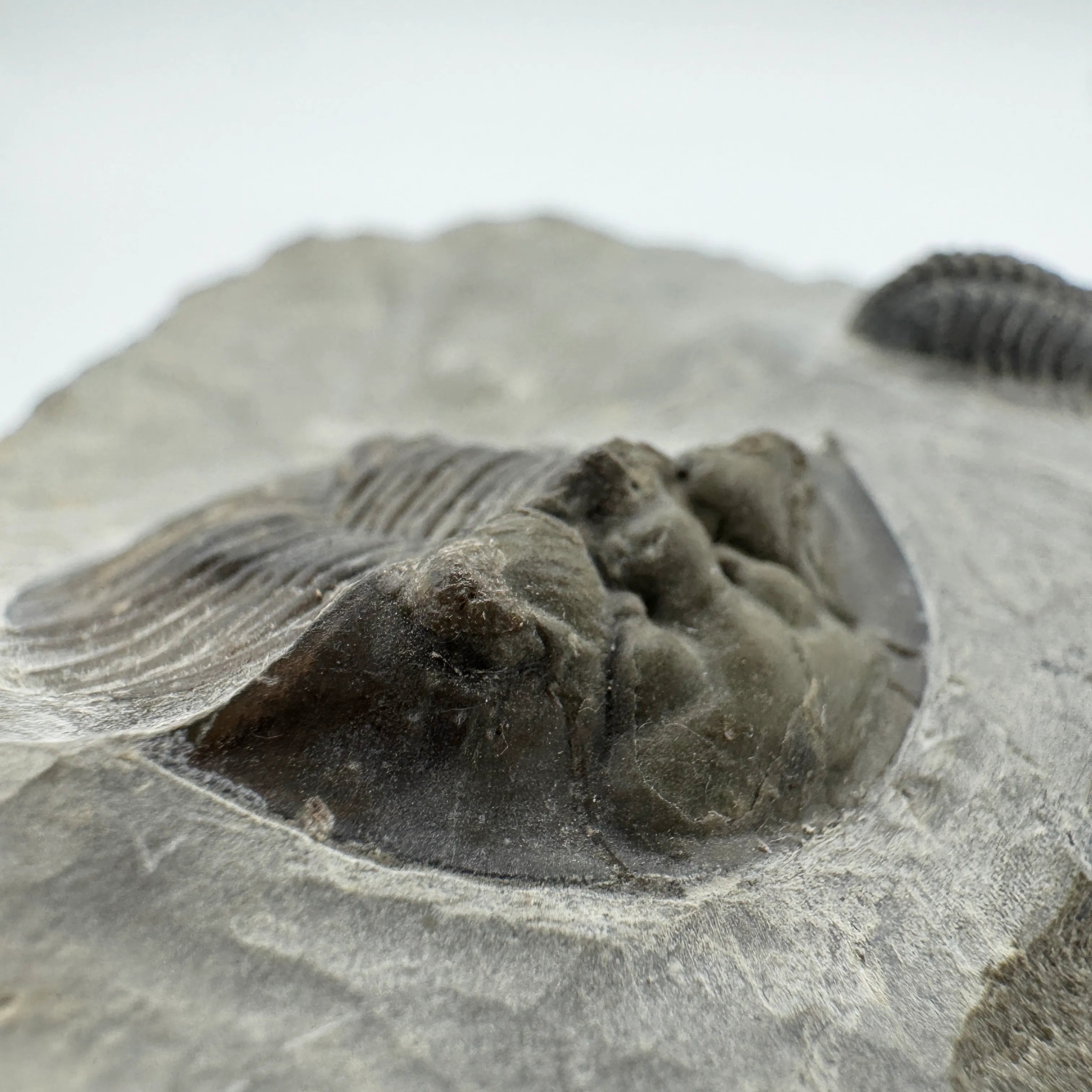 Platyscutellum Trilobite