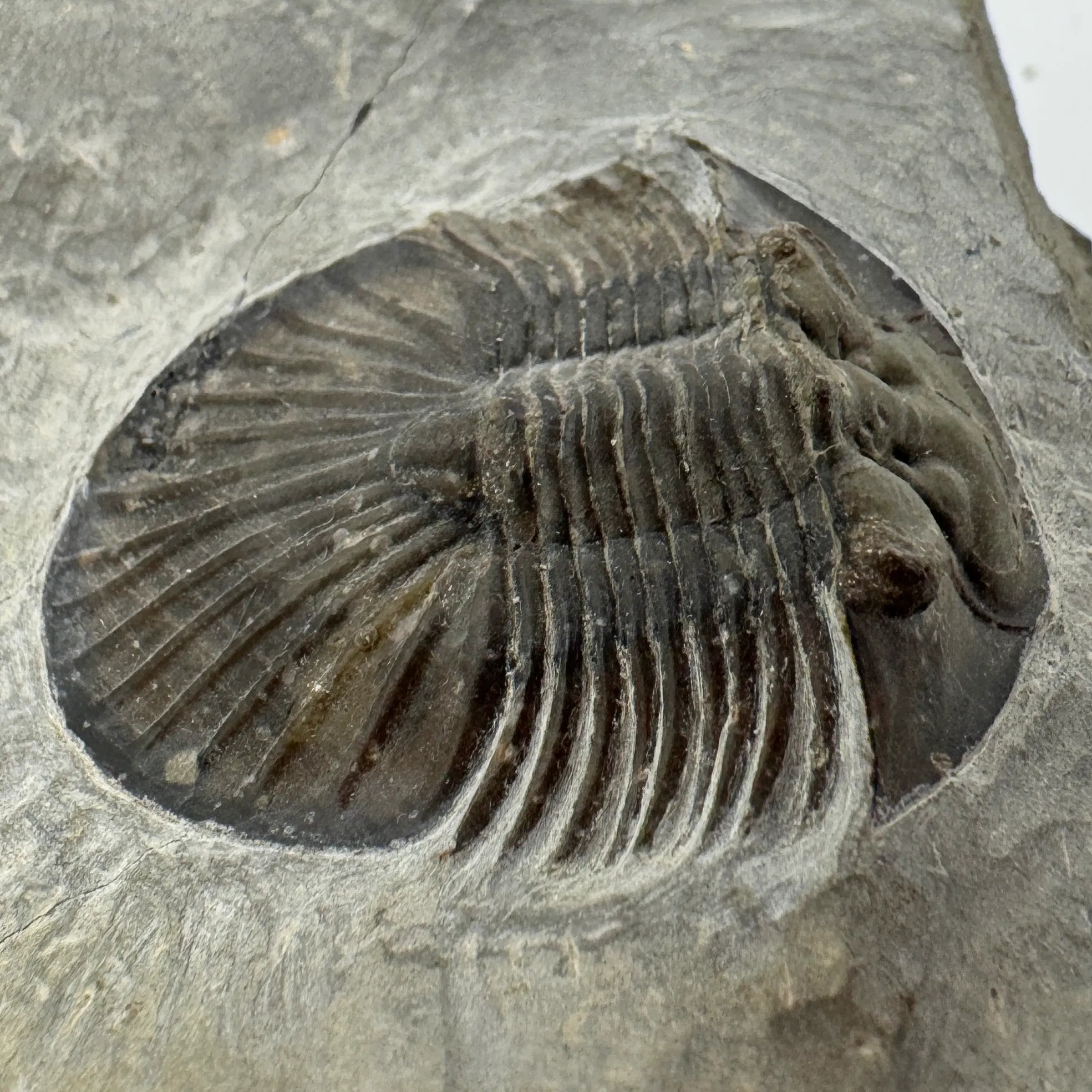 Platyscutellum Trilobite