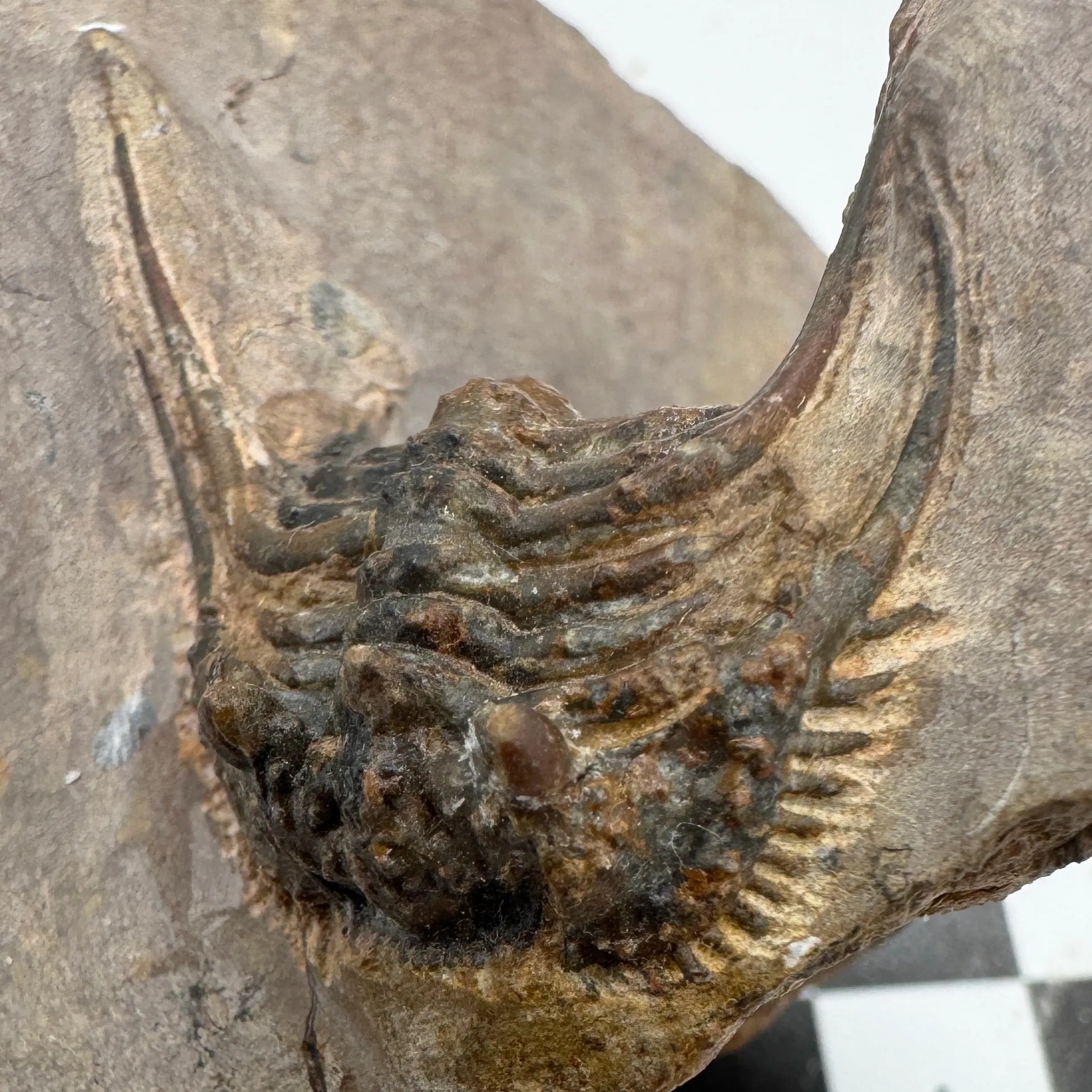 Leonaspis Trilobite