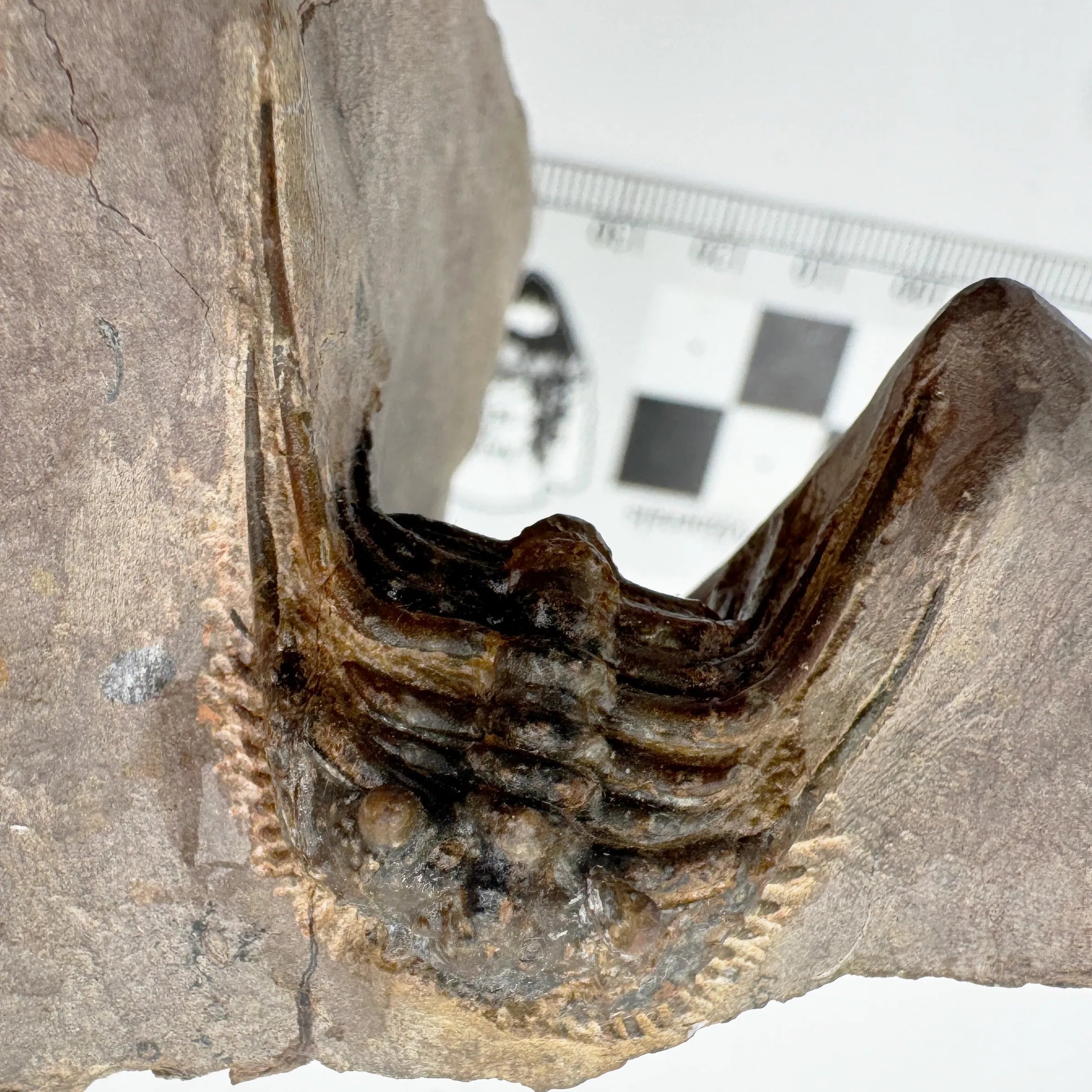 Leonaspis Trilobite