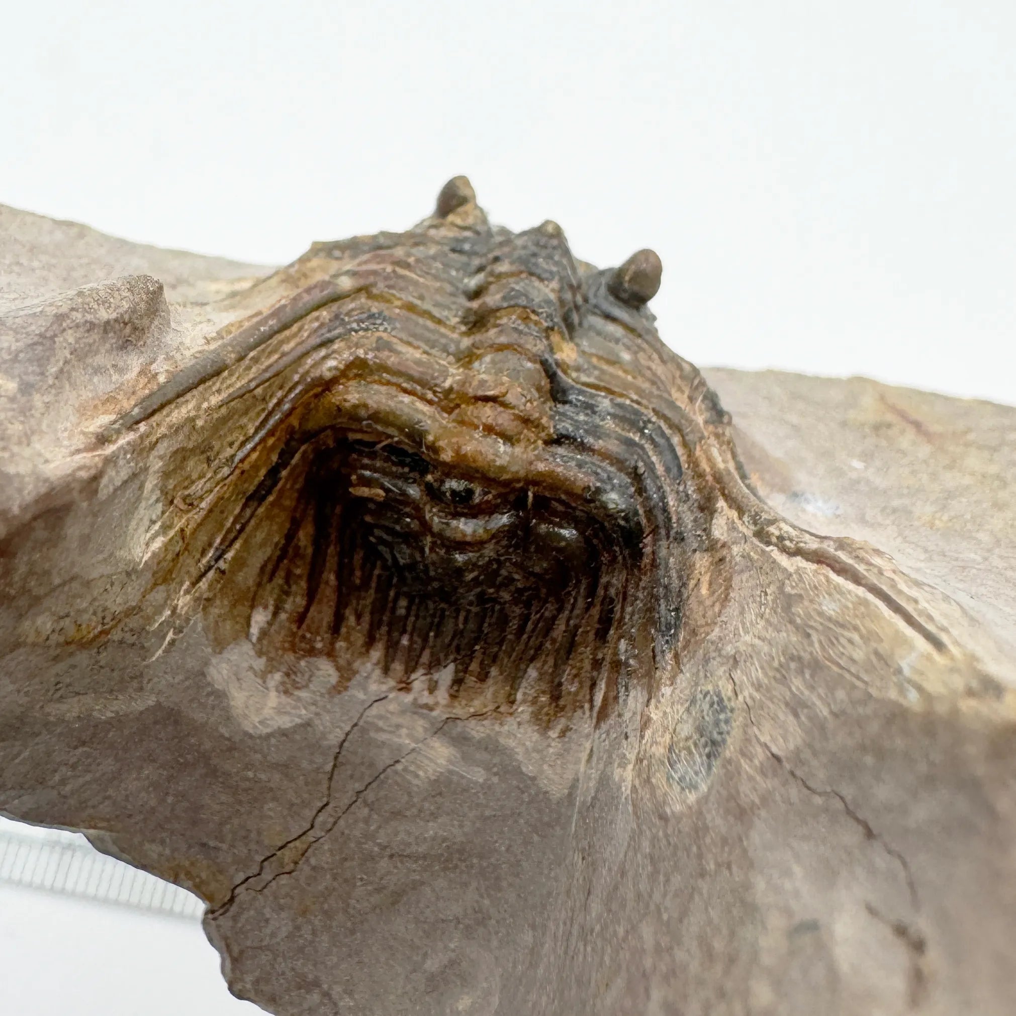 Leonaspis Trilobite