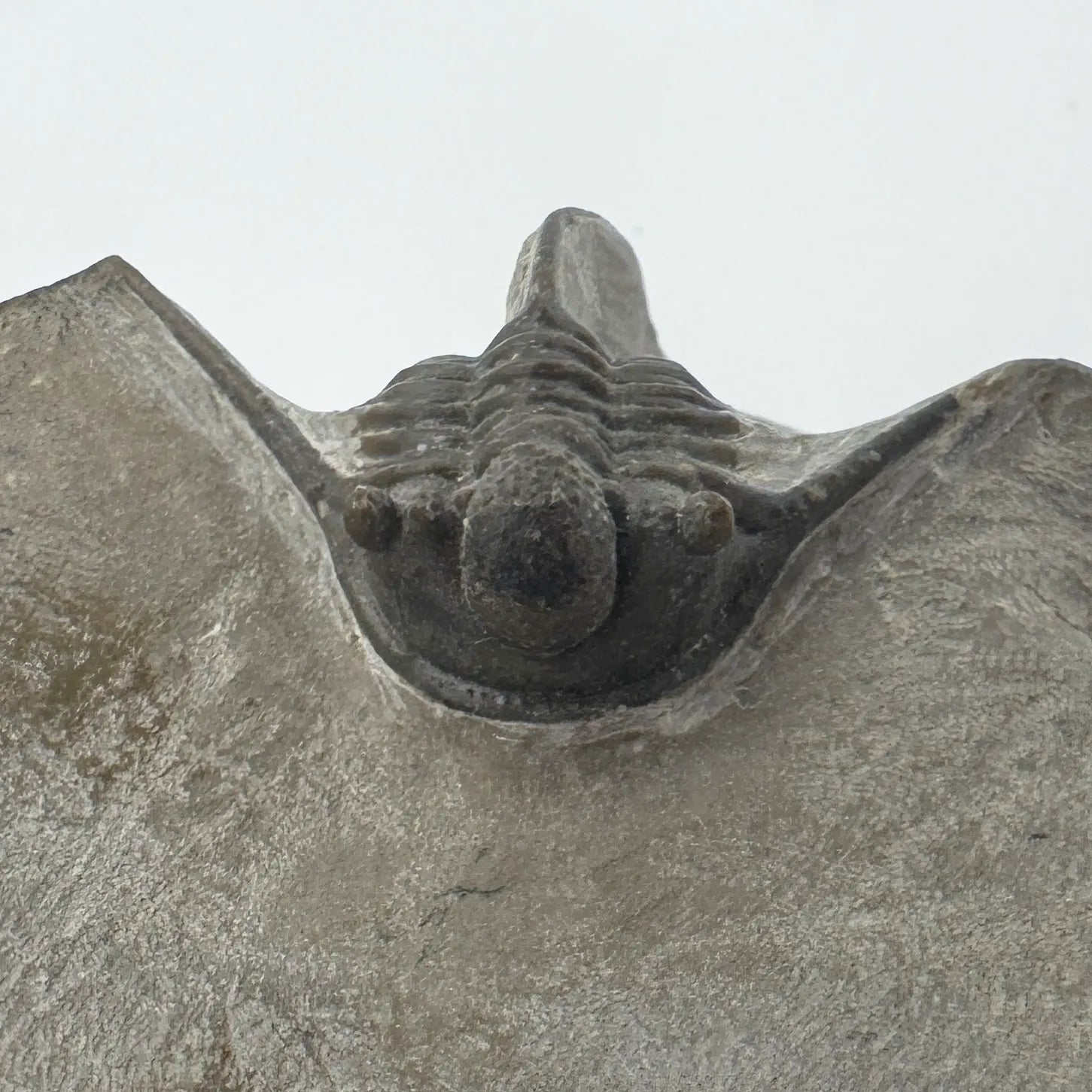 Cyphaspis Trilobite