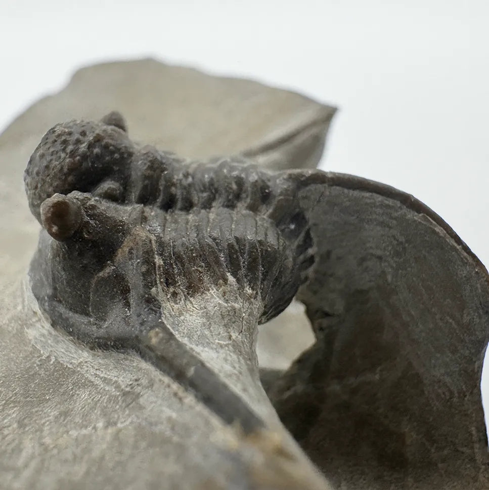 Cyphaspis Trilobite